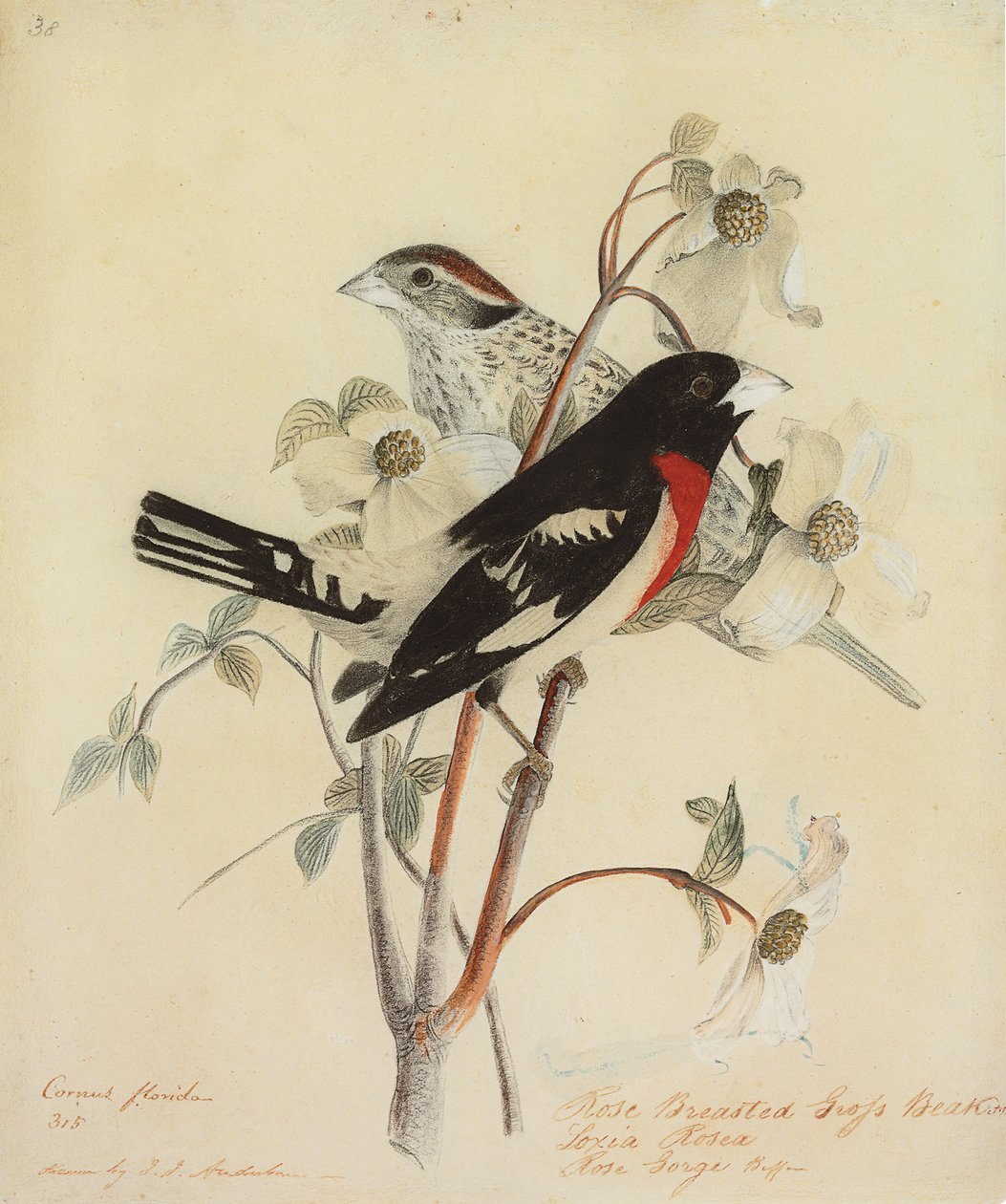 Rózsamellű tüske, 1938 alkotó: John James Audubon