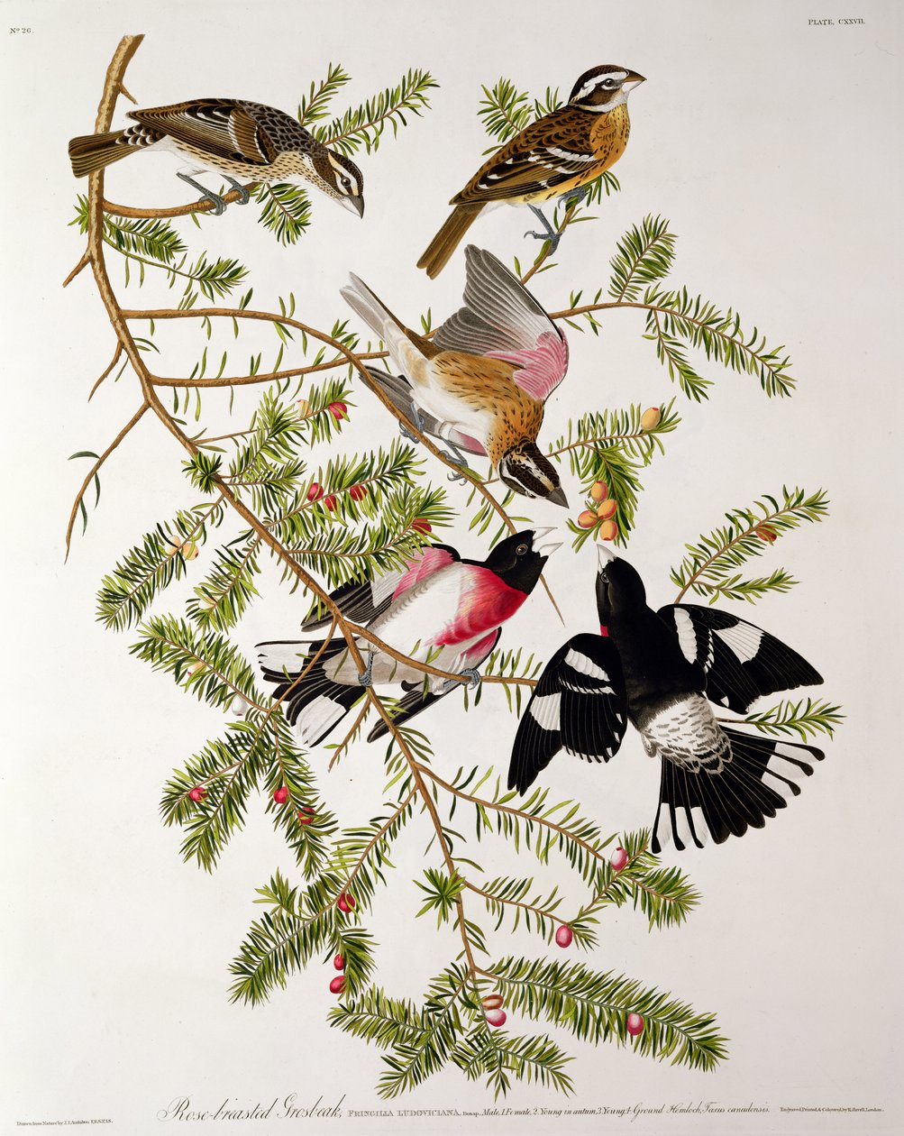 Rózsamellű Grosbeak, a "Birds of America"-ból, vésette Robert Havell (1793-1878) alkotó: John James Audubon