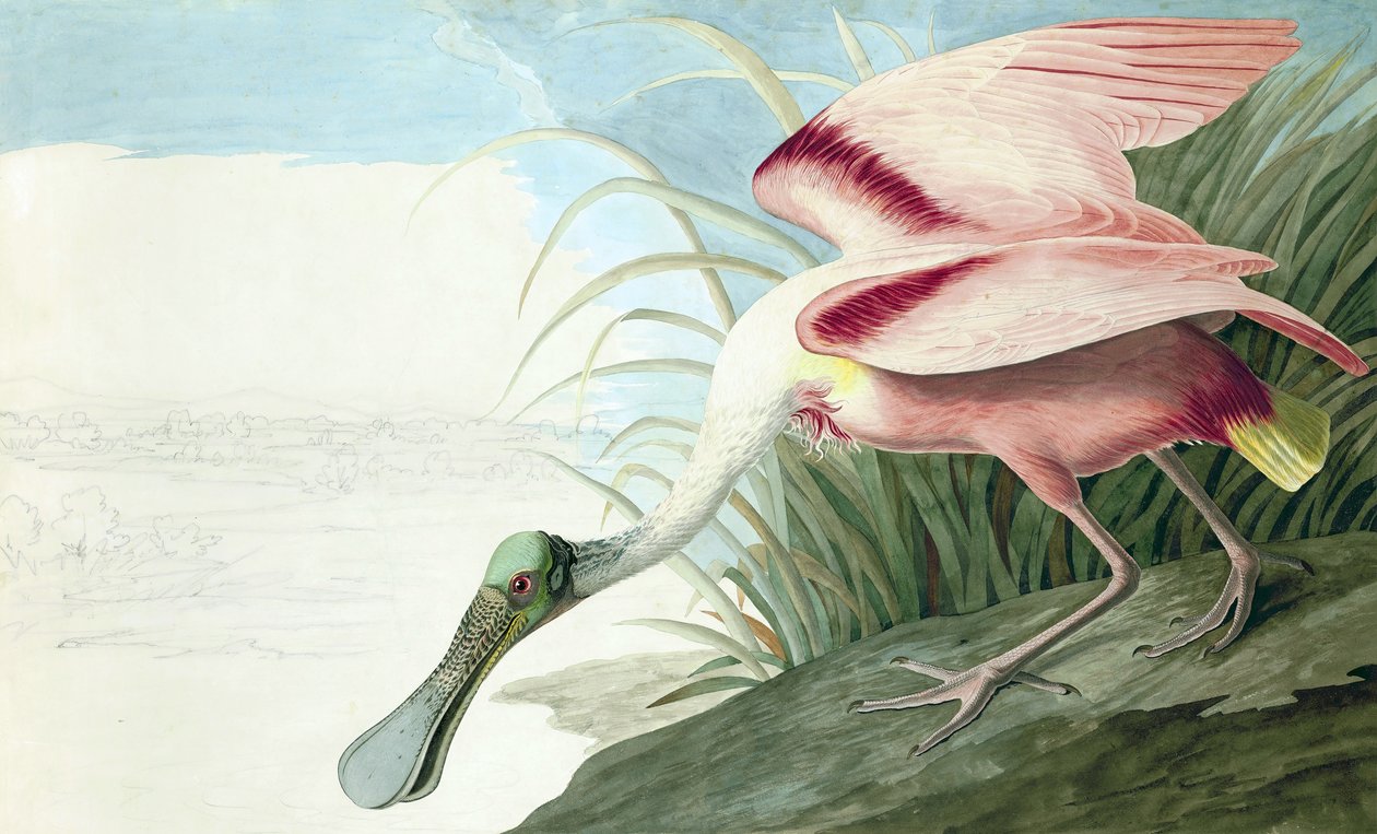 Roseate Spoonbill, Platalea Ajaja, a "The Birds of America"-ból, John J. Audubon, pub. 1827-38 alkotó: John James Audubon