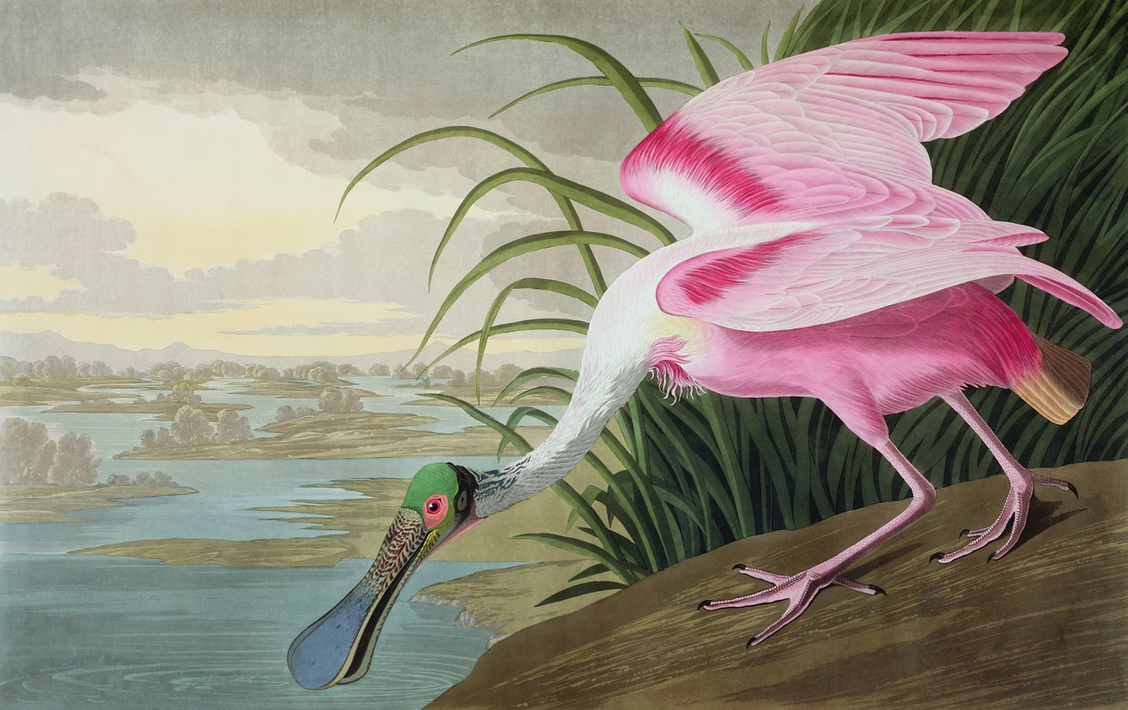 Roseate Spoonbill, Platalea leucorodia, a "The Birds of America", 1836 alkotó: John James Audubon