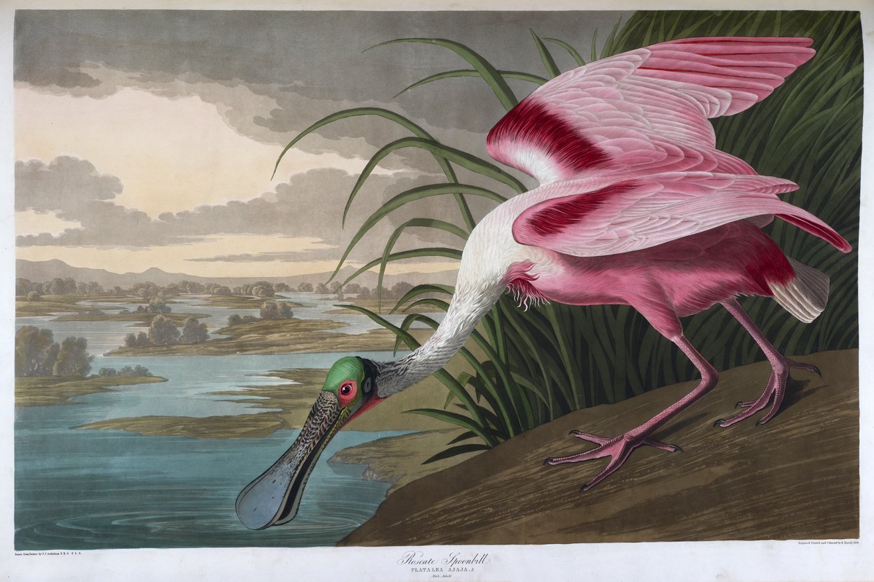Roseate kanalascsőrű. Felnőtt férfi alkotó: John James Audubon