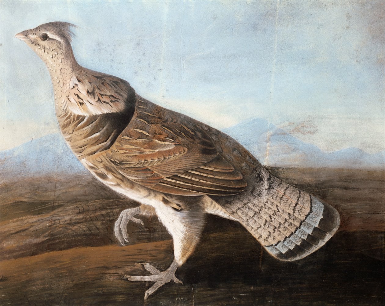 Ruffed Goose, 1812 körül (pasztell, papír) alkotó: John James Audubon