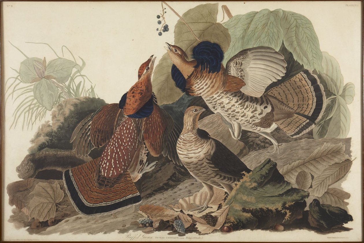 Galléros fajd alkotó: John James Audubon