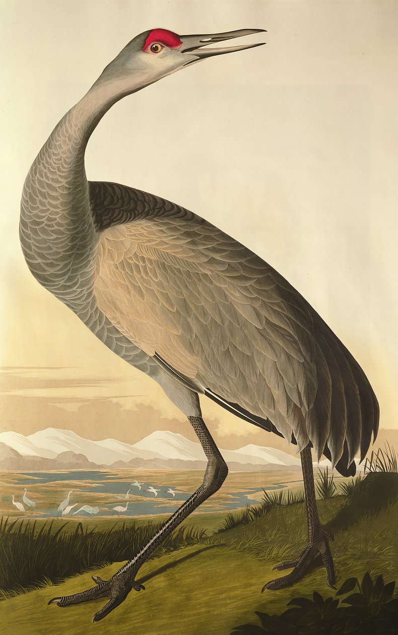 Sandhill Crane, a „Birds of America”-ból, metszett: Robert Havell (1793-1878) 1835 alkotó: John James Audubon