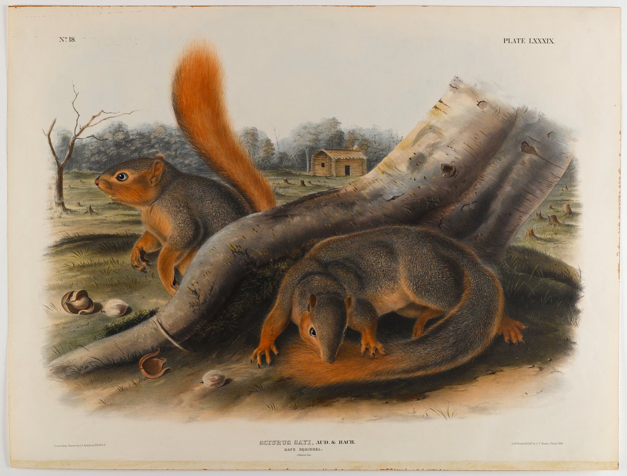 Mondja mókus alkotó: John James Audubon