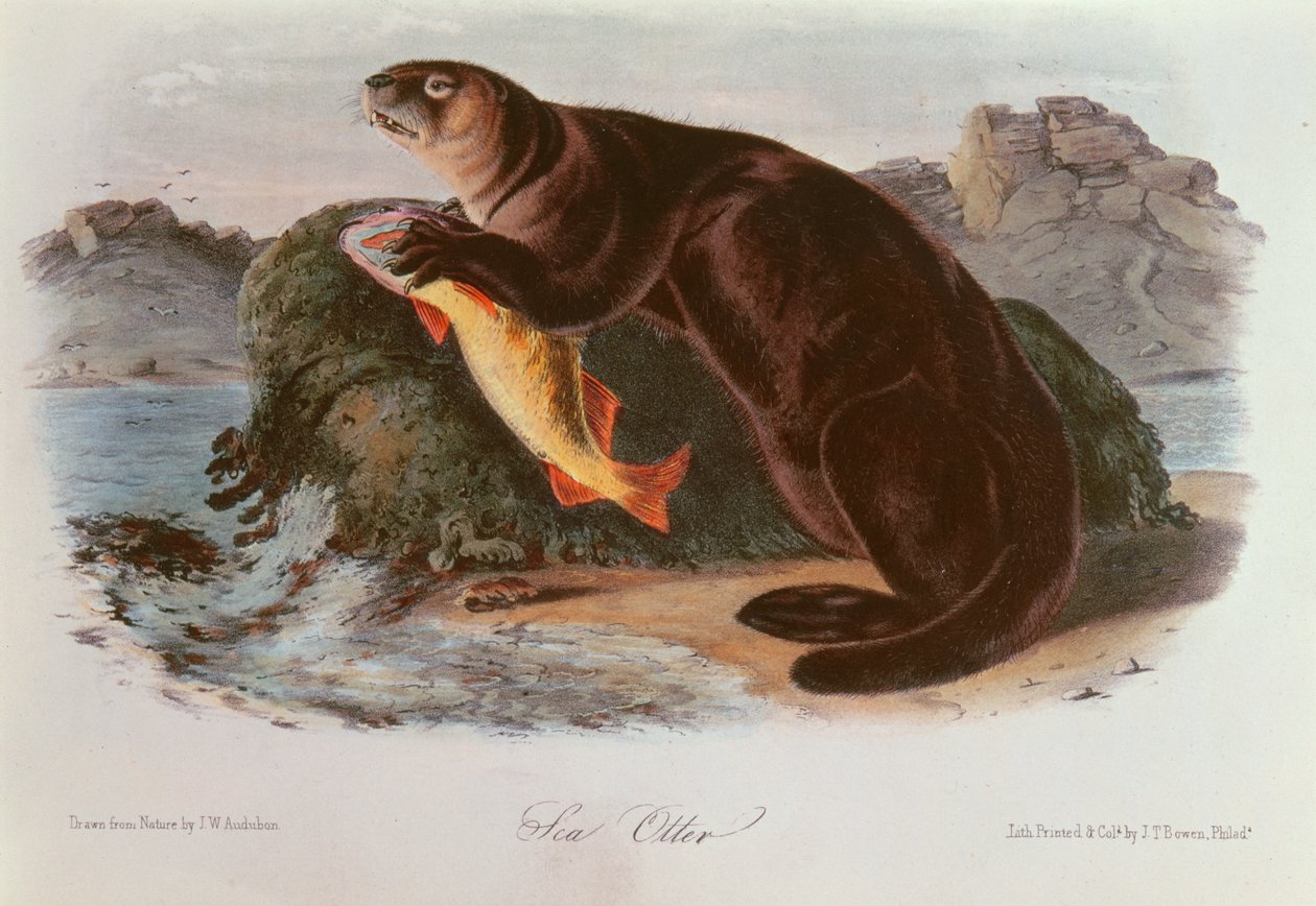 Tengeri vidra az észak-amerikai négylábúaktól (1842-5) alkotó: John James Audubon