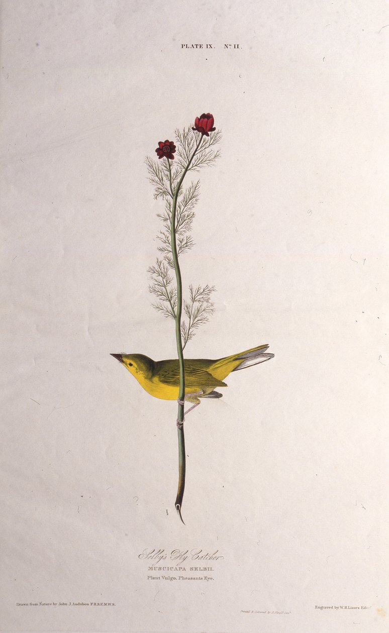 Selbys légyfogó. Az Amerika madaraiból, 1827-1838. alkotó: John James Audubon