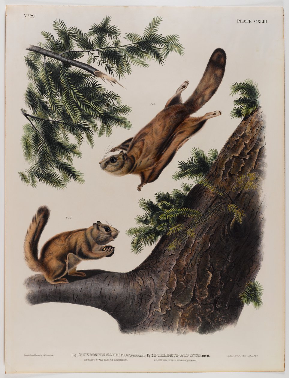 Severn River repülő mókus (balra) és Rocky Mountain repülő mókus (jobbra) alkotó: John James Audubon