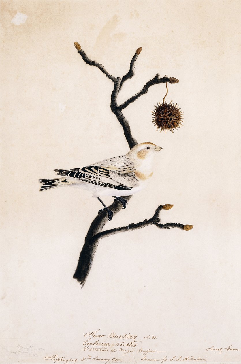 Hósármány, 1809 alkotó: John James Audubon