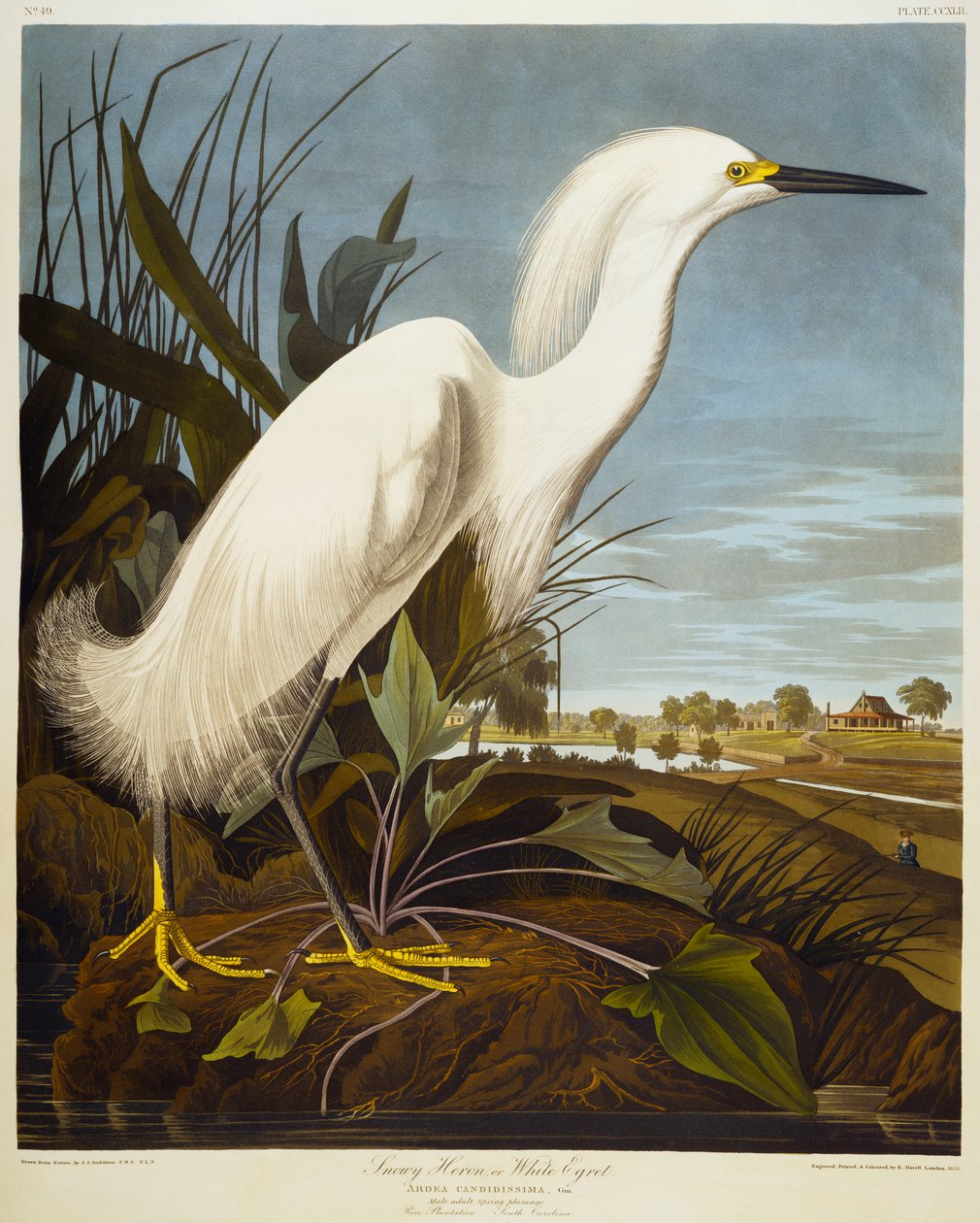 Havas gém vagy fehér kócsag / havas kócsag alkotó: John James Audubon