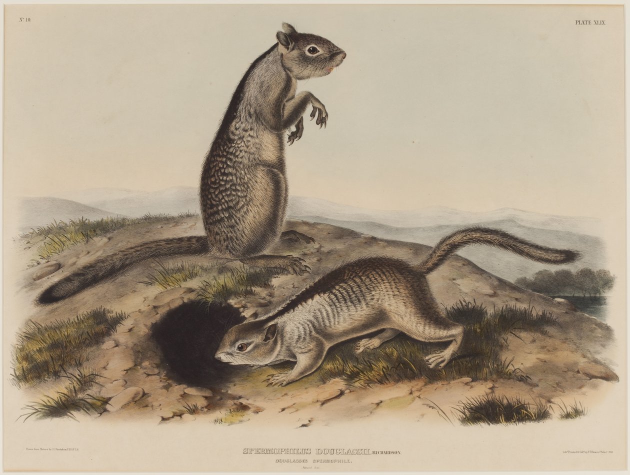 Spermophilus Douglassii (két Douglas mókus) alkotó: John James Audubon