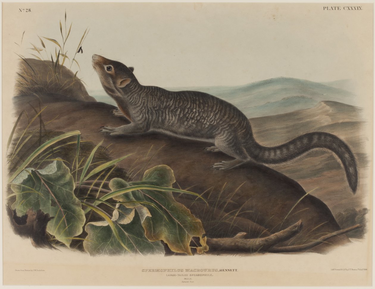 Spermophilus Macrourus (nagyfarkú mókus) alkotó: John James Audubon