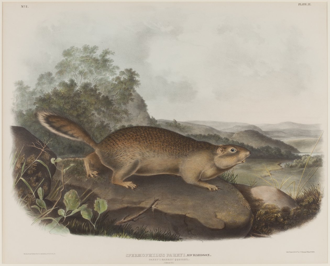 Spermophilus Parry (Parry mormota mókusa) alkotó: John James Audubon
