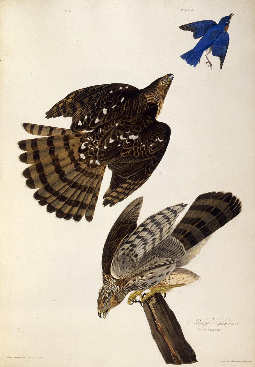 Stanley Hawks. Az Amerika madaraiból, 1827-1838. alkotó: John James Audubon