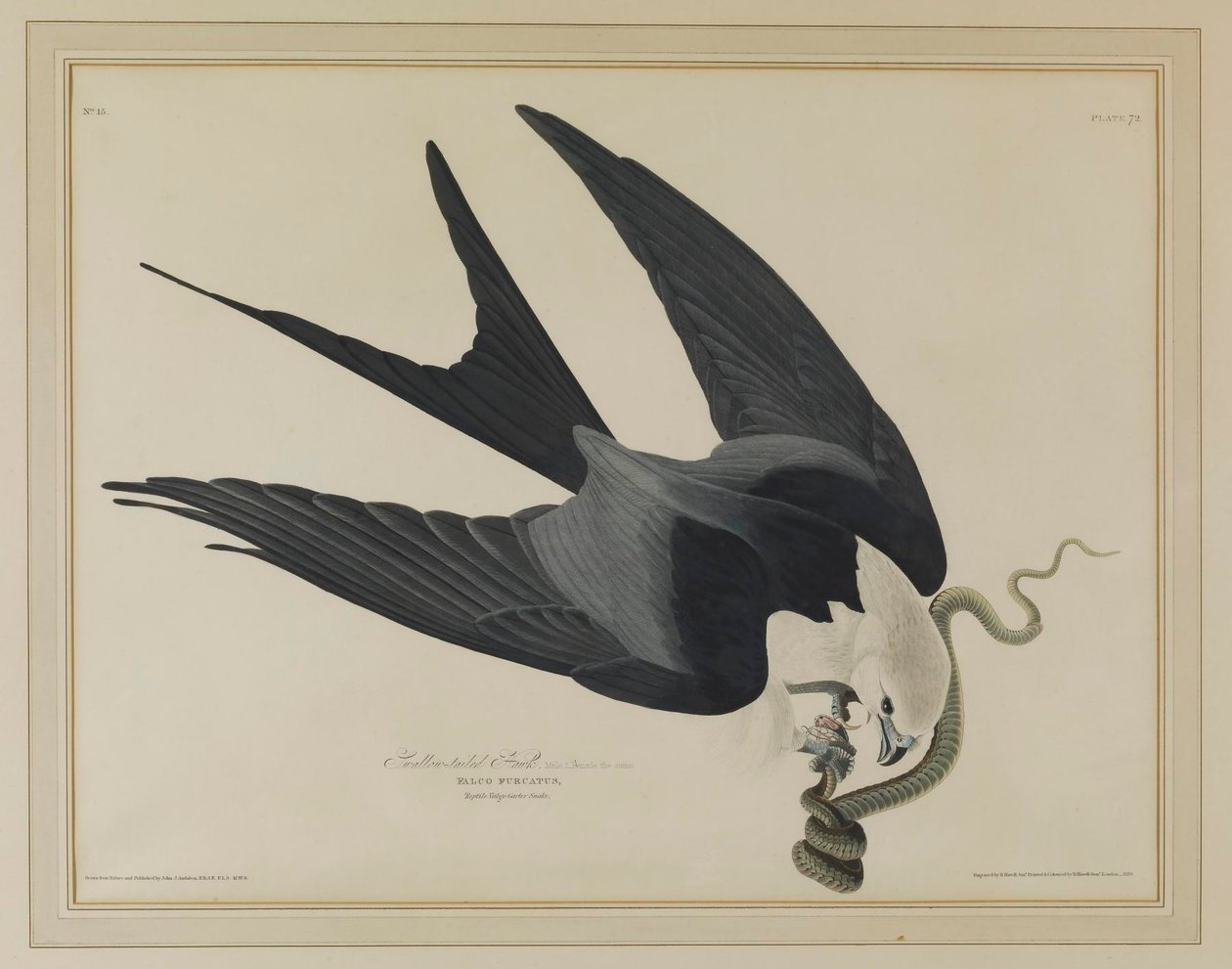Fecskefarkú kánya alkotó: John James Audubon