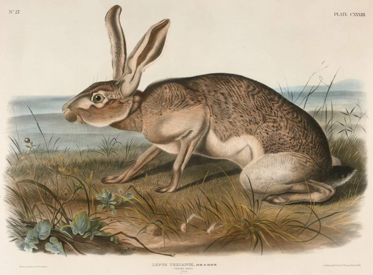 Texian Hare (Lepus Texianus), 1848 (kézzel színezett litográfia) alkotó: John James Audubon