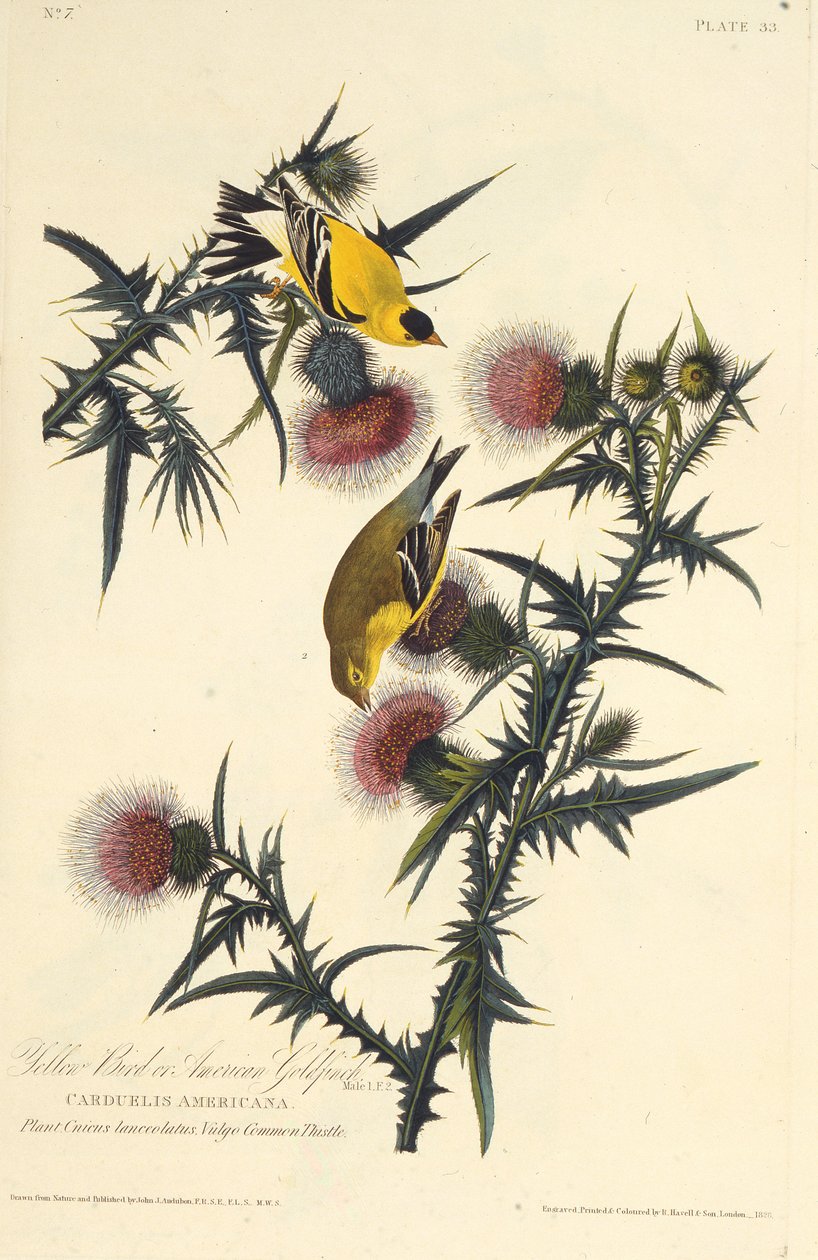 Az amerikai aranypinty. Az Amerika madaraiból, 1827-1838. alkotó: John James Audubon