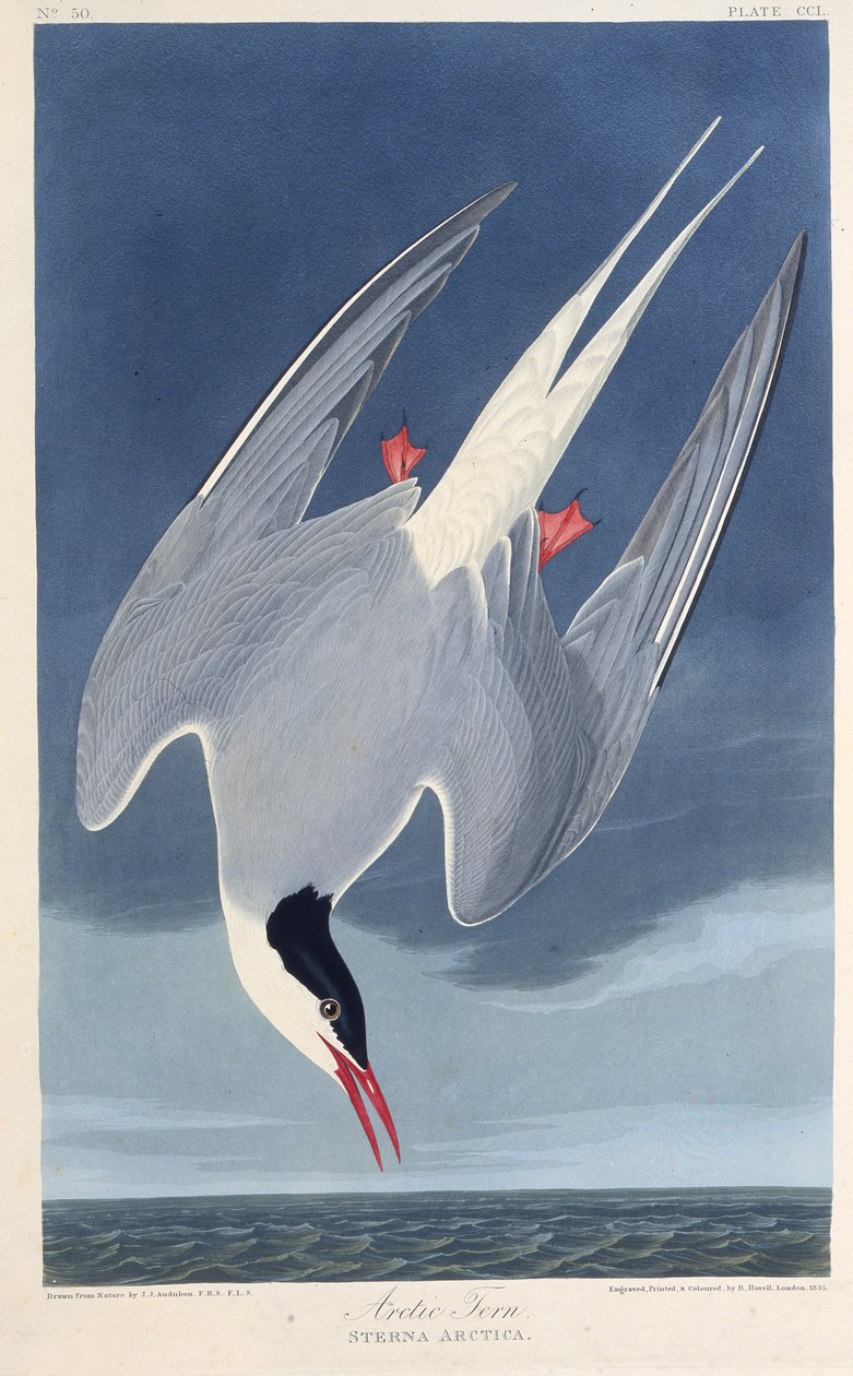 A sarkvidéki csér. Az Amerika madaraiból, 1827-1838. alkotó: John James Audubon