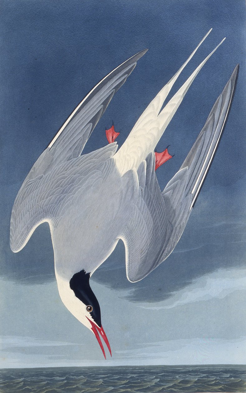 A sarkvidéki csér. Az Amerika madaraiból, 1827-1838. alkotó: John James Audubon