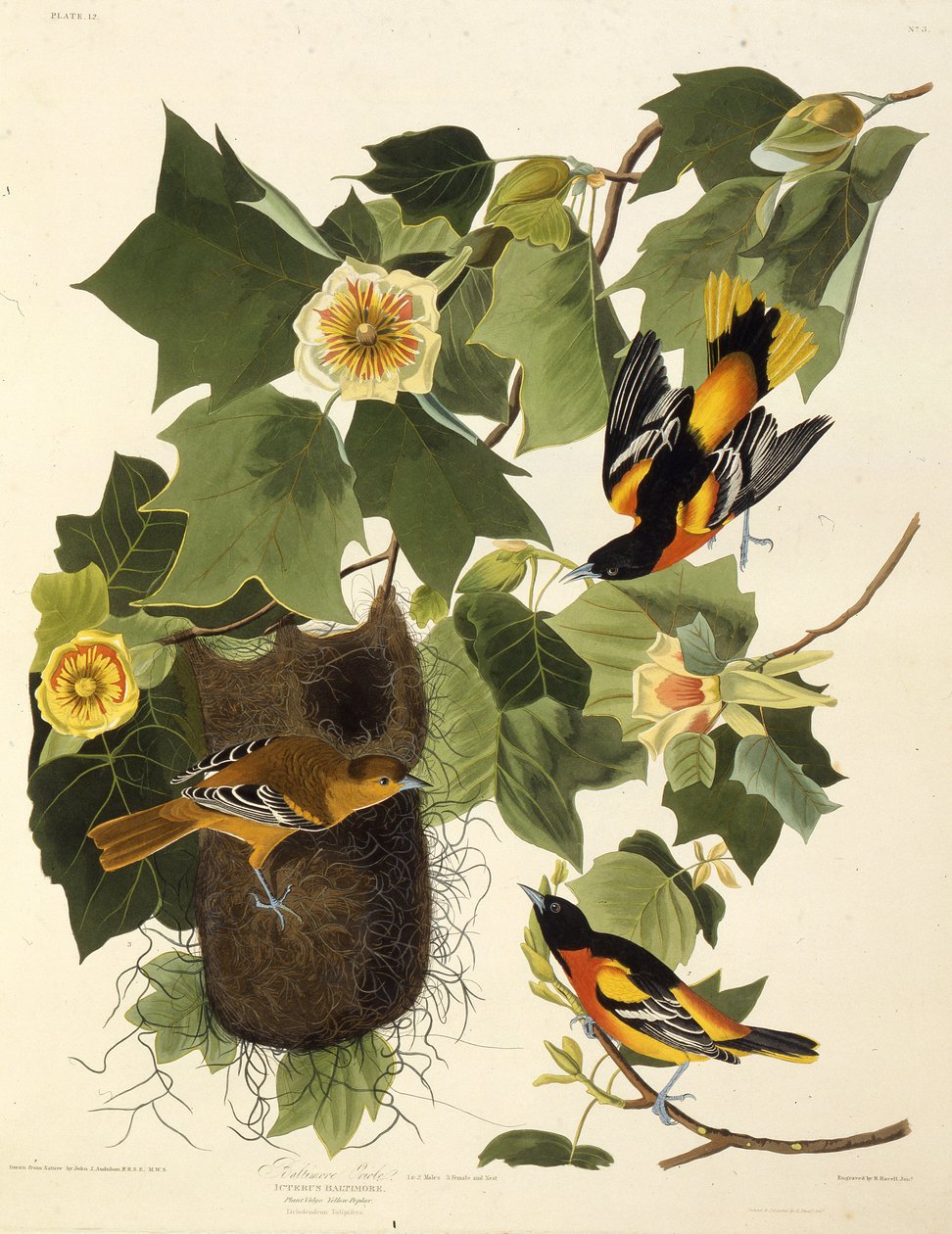 A baltimore-i oriole. Az Amerika madaraiból, 1827-1838. alkotó: John James Audubon