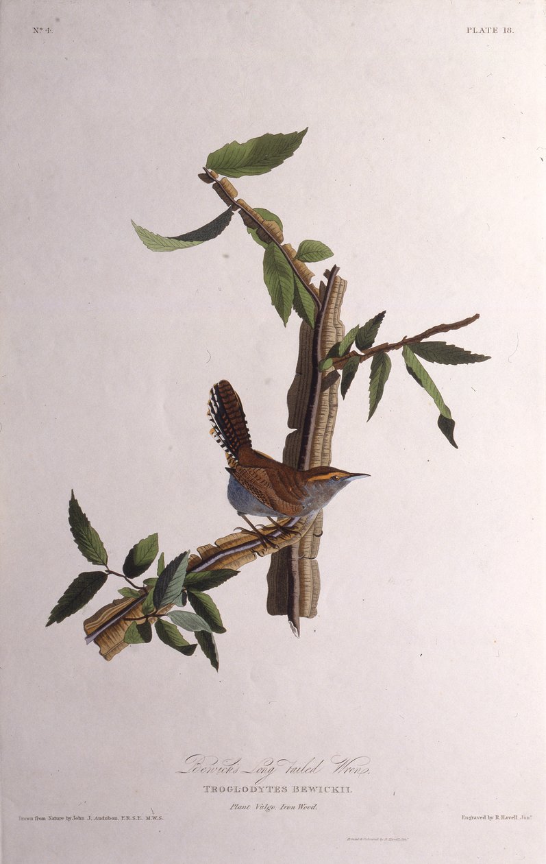 A Bewicks ördög. Az Amerika madaraiból, 1827-1838. alkotó: John James Audubon