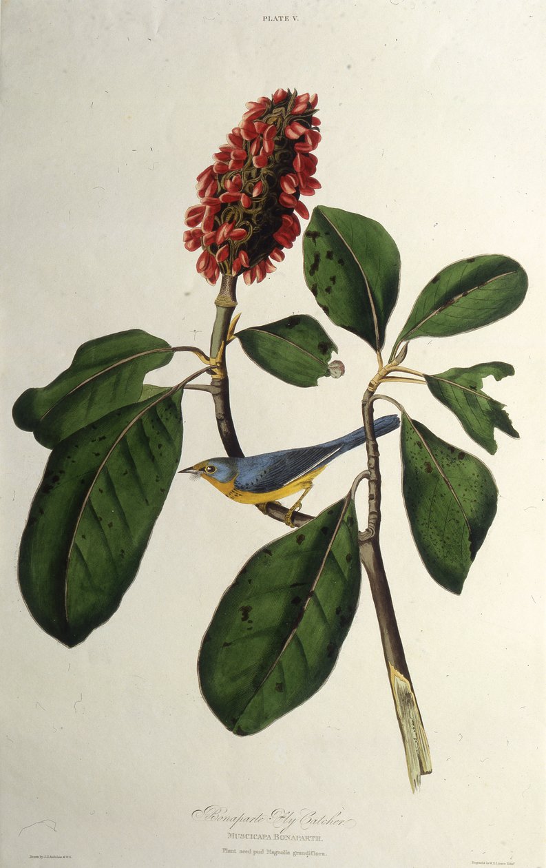A kanadai poszáta. Az Amerika madaraiból, 1827-1838. alkotó: John James Audubon