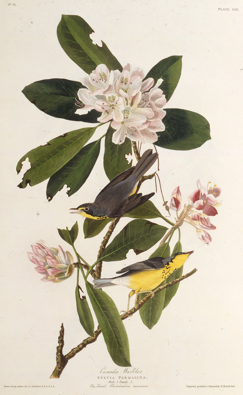 A kanadai poszáta. Az Amerika madaraiból, 1827-1838. alkotó: John James Audubon