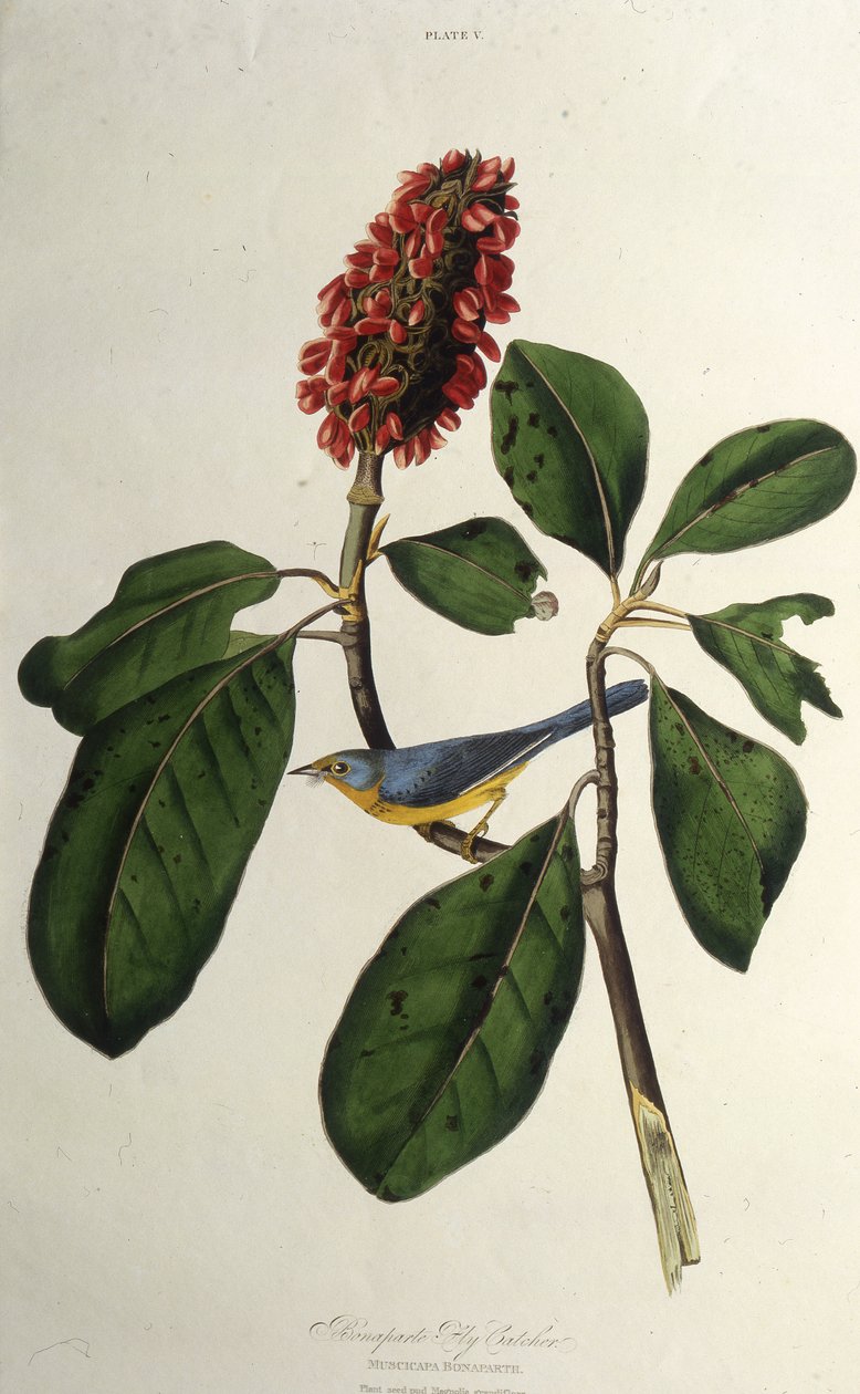 A kanadai poszáta. Az Amerika madaraiból, 1827-1838. alkotó: John James Audubon