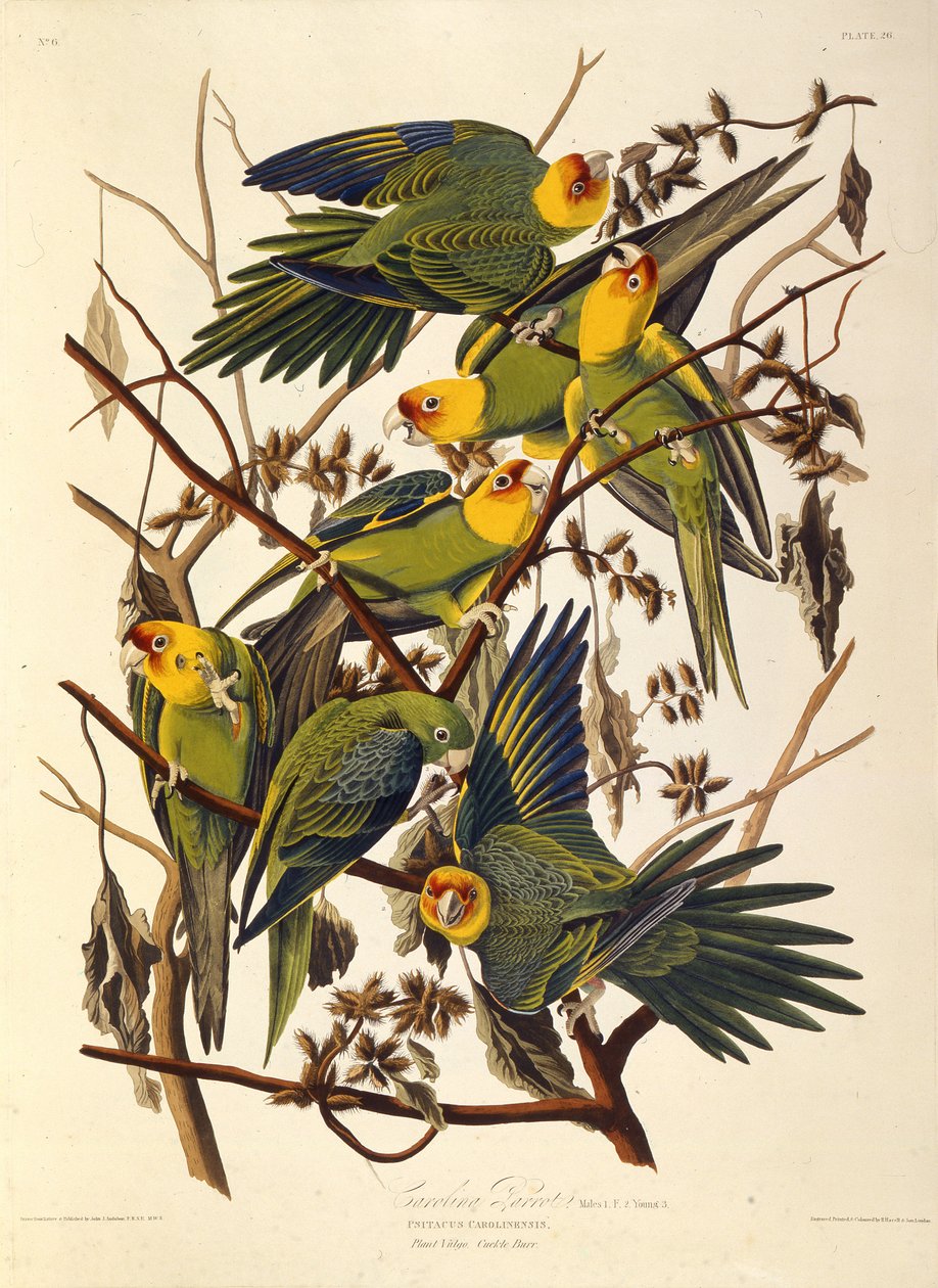 A karolinai papagáj, Amerika madaraiból, 1827-1838. alkotó: John James Audubon