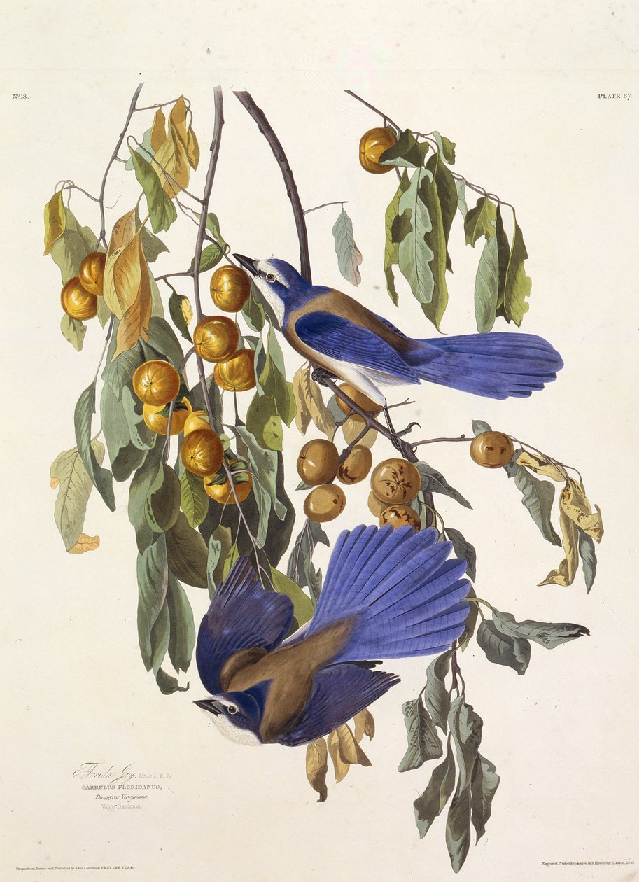 A floridai bozót szajkó. Az Amerika madaraiból, 1827-1838. alkotó: John James Audubon