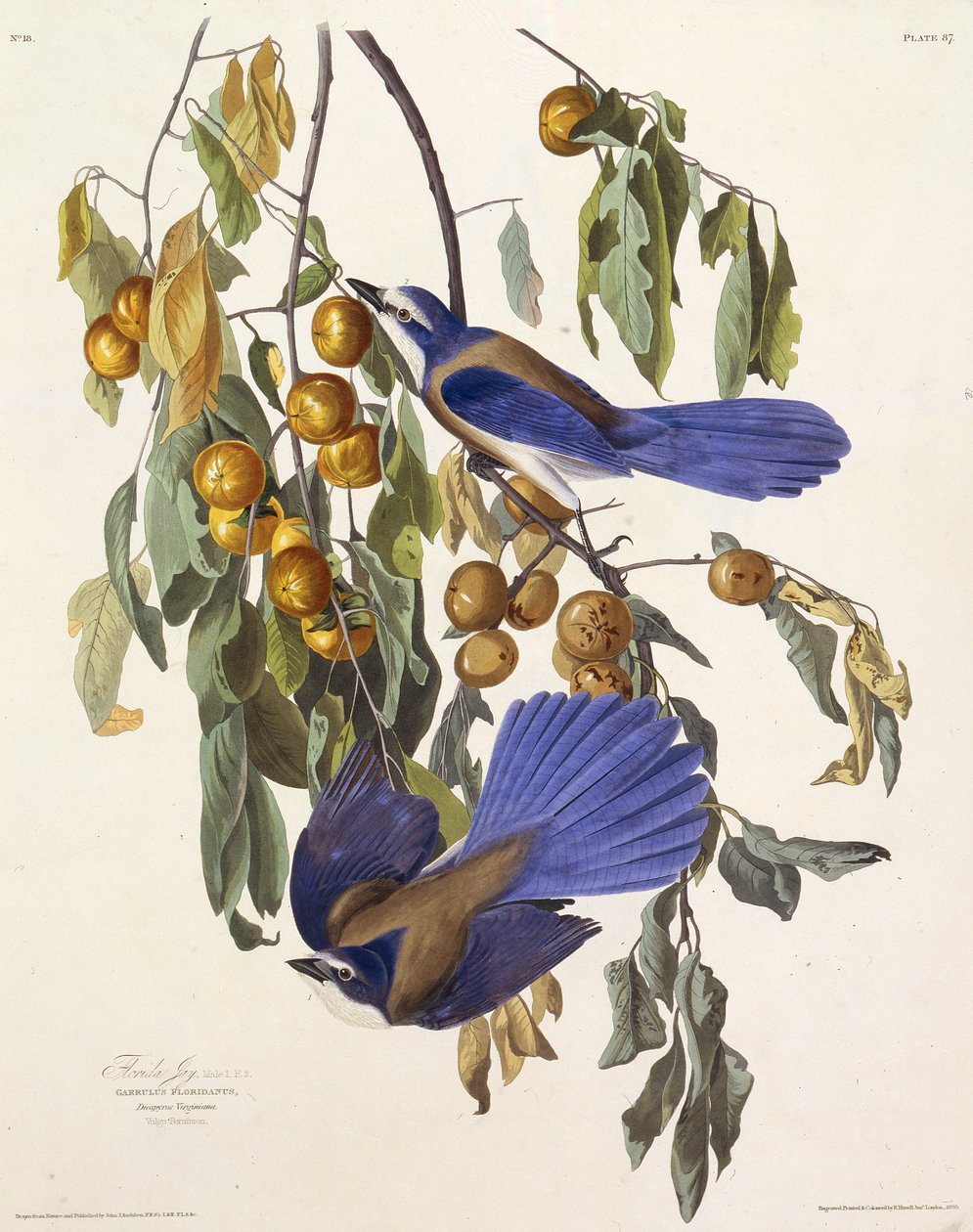 A floridai bozót szajkó. Az Amerika madaraiból, 1827-1838. alkotó: John James Audubon