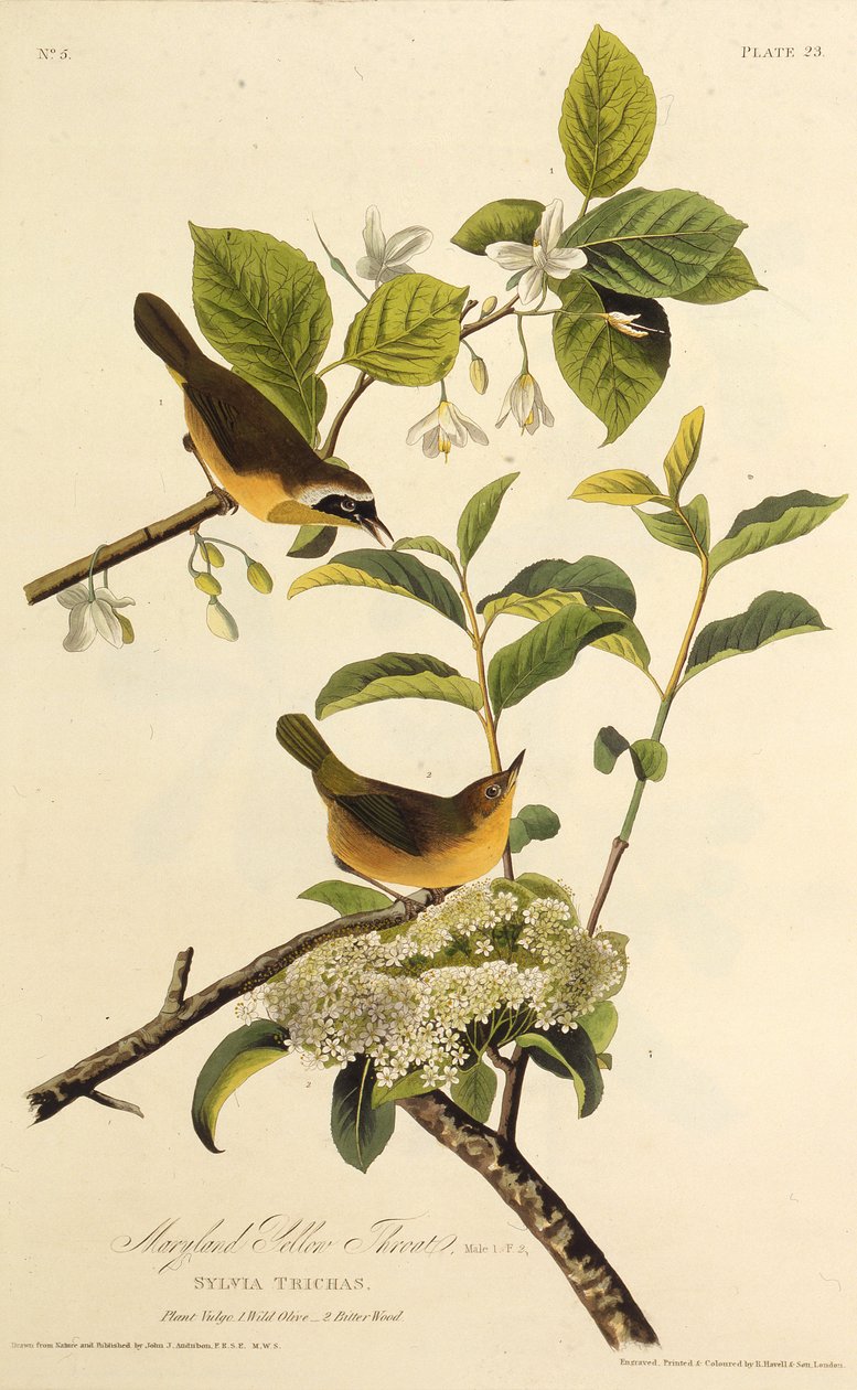 A marylandi sárgatorok. Az Amerika madaraiból, 1827-1838. alkotó: John James Audubon