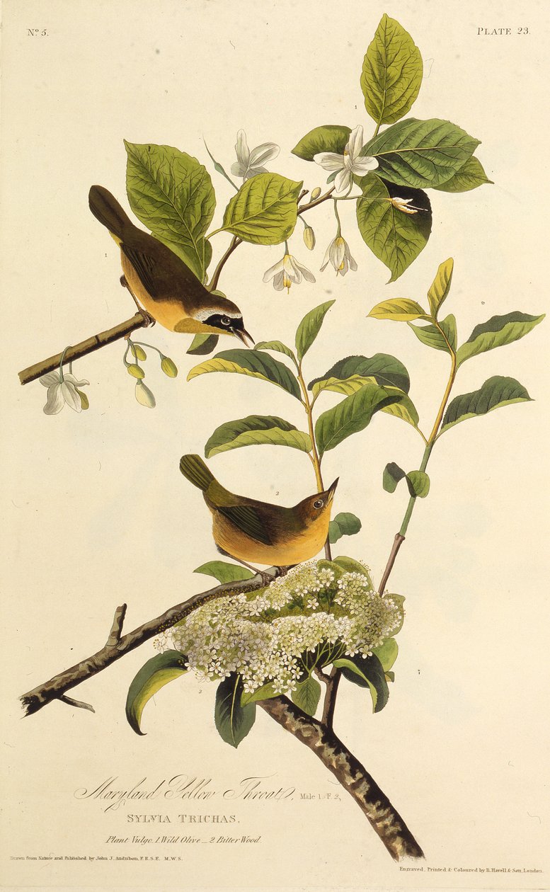 A marylandi sárgatorok. Az Amerika madaraiból, 1827-1838. alkotó: John James Audubon