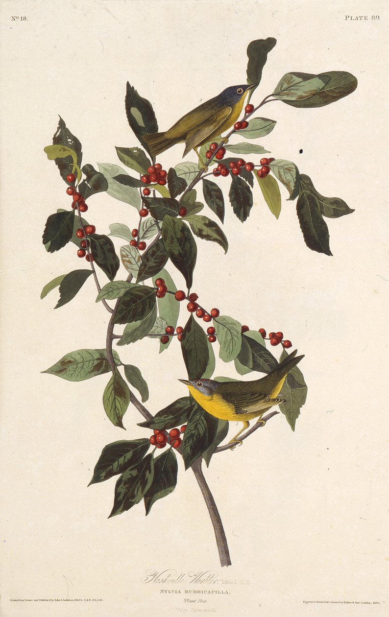 A nashville-i poszáta. Az Amerika madaraiból, 1827-1838. alkotó: John James Audubon