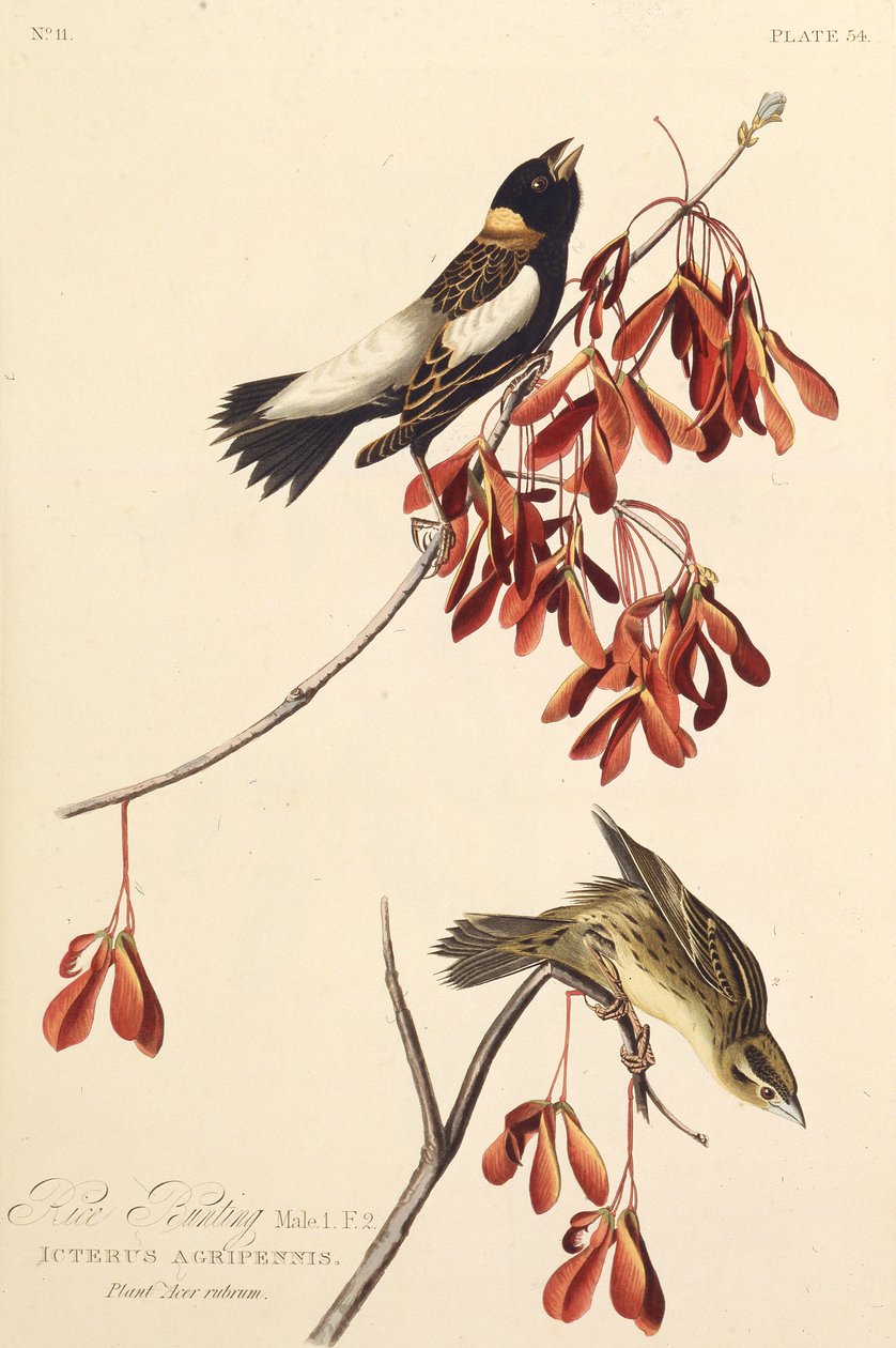A Rizsmadár. Az Amerika madaraiból, 1827-1838. alkotó: John James Audubon