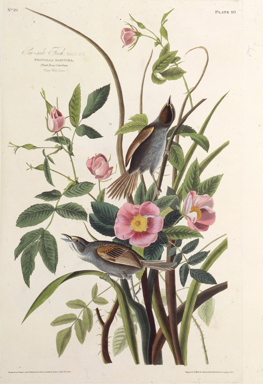A tengeri pinty. Az Amerika madaraiból, 1827-1838. alkotó: John James Audubon
