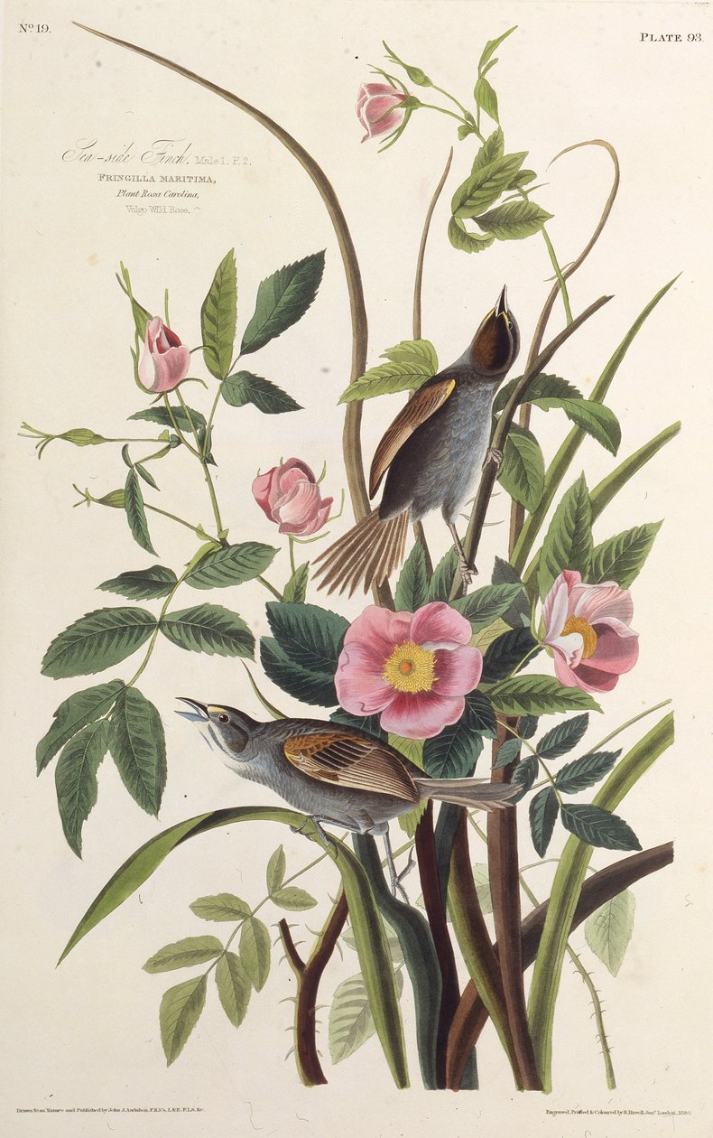 A tengeri pinty. Az Amerika madaraiból, 1827-1838. alkotó: John James Audubon