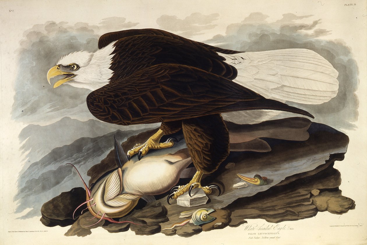 A kopasz sas. Az Amerika madaraiból, 1827-1838. alkotó: John James Audubon