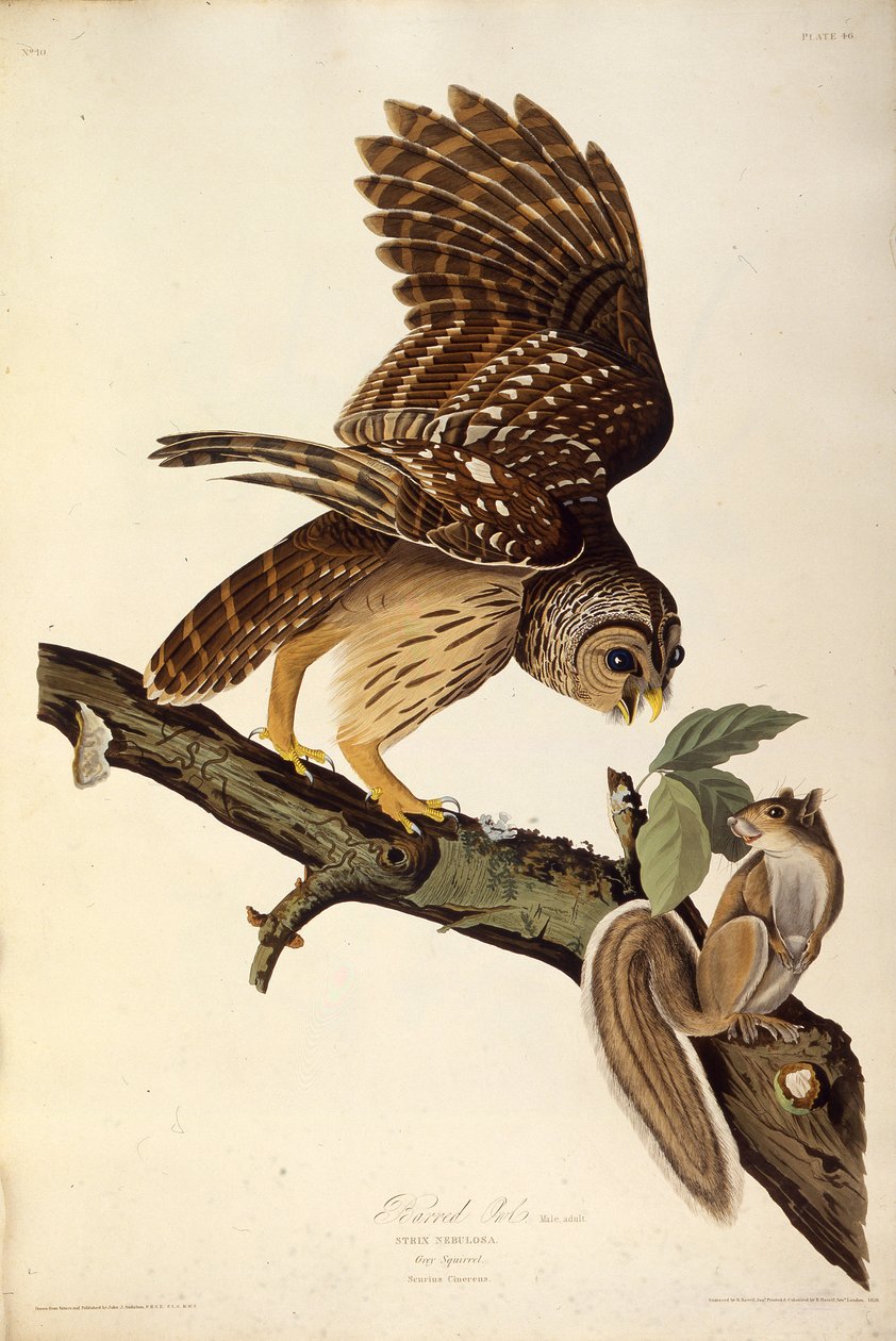 A rácsos bagoly. Az Amerika madaraiból, 1827-1838. alkotó: John James Audubon