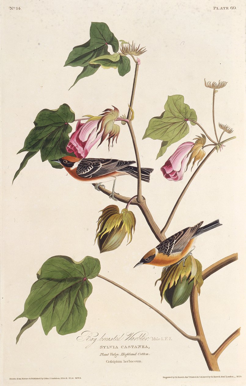 Az öbölmellű poszáta. Az Amerika madaraiból, 1827-1838. alkotó: John James Audubon