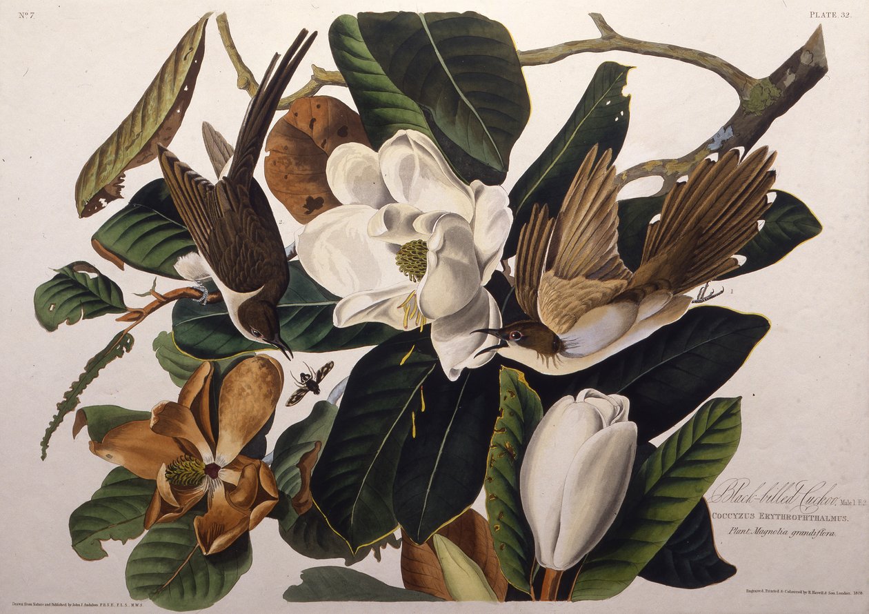 A feketecsőrű kakukk. Az Amerika madaraiból, 1827-1838. alkotó: John James Audubon