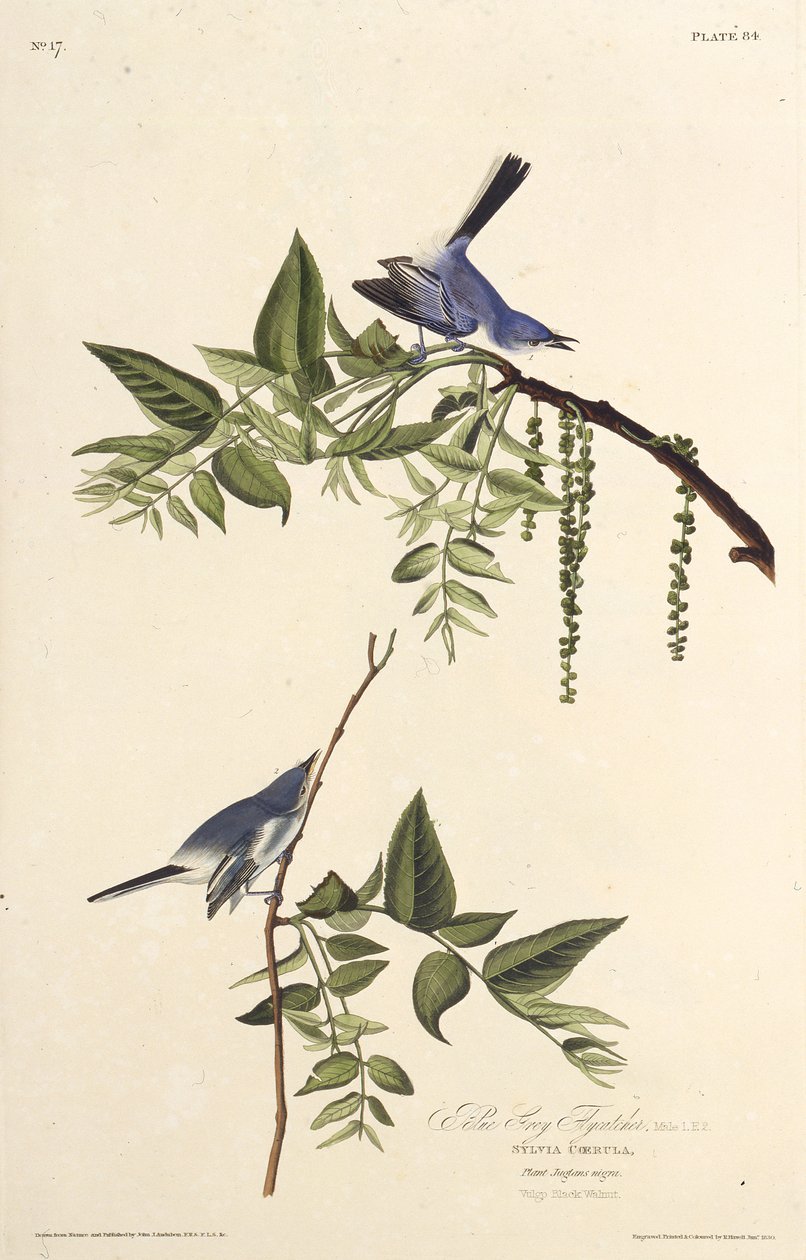 A kék-szürke szúnyogfogó. Az Amerika madaraiból, 1827-1838. alkotó: John James Audubon