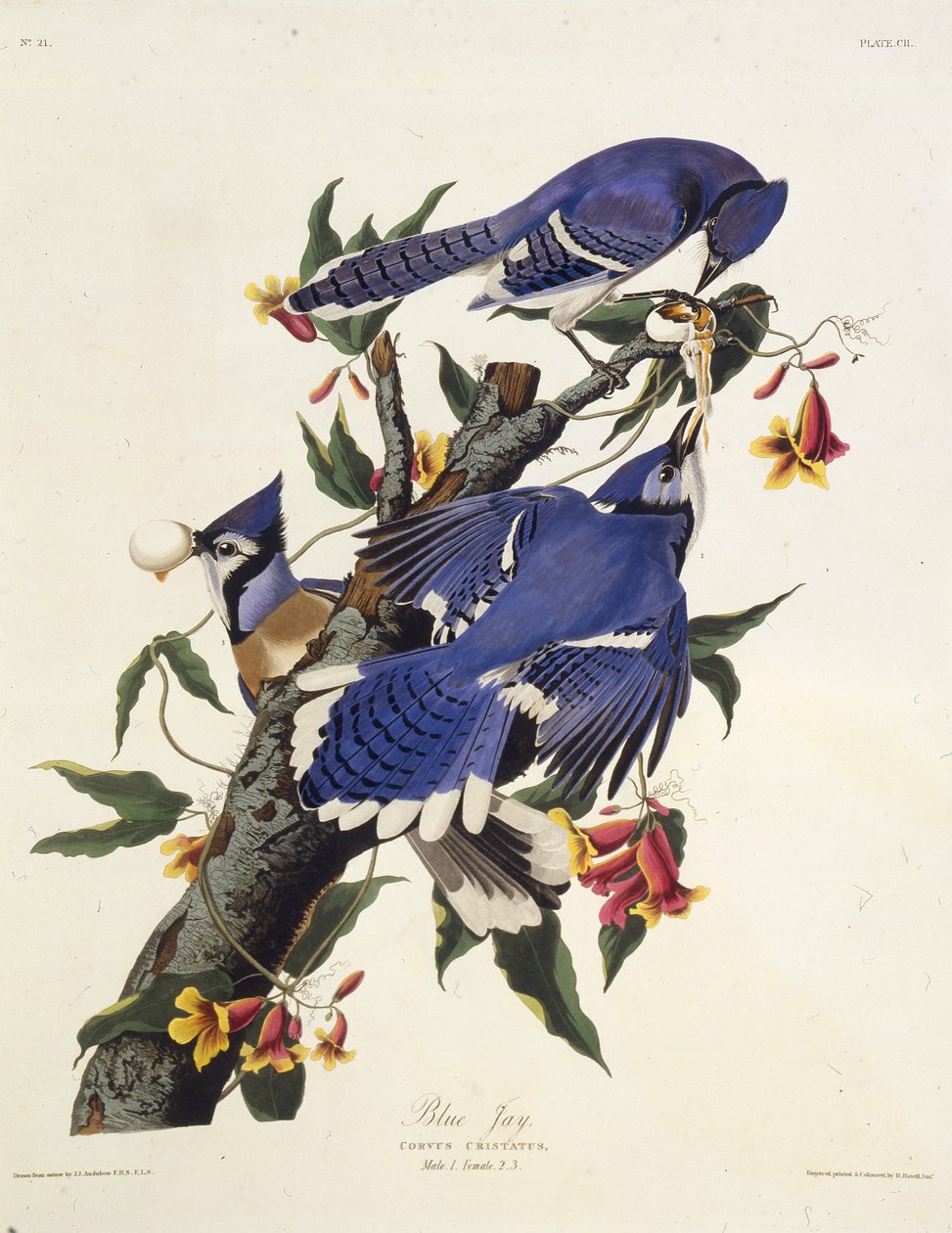 A kék szajkó. Az Amerika madaraiból, 1827-1838. alkotó: John James Audubon