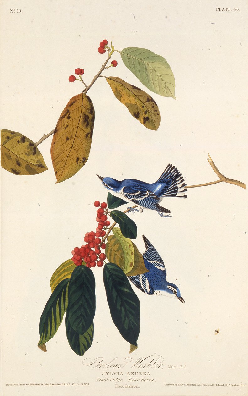 A réti poszáta. Az Amerika madaraiból, 1827-1838. alkotó: John James Audubon