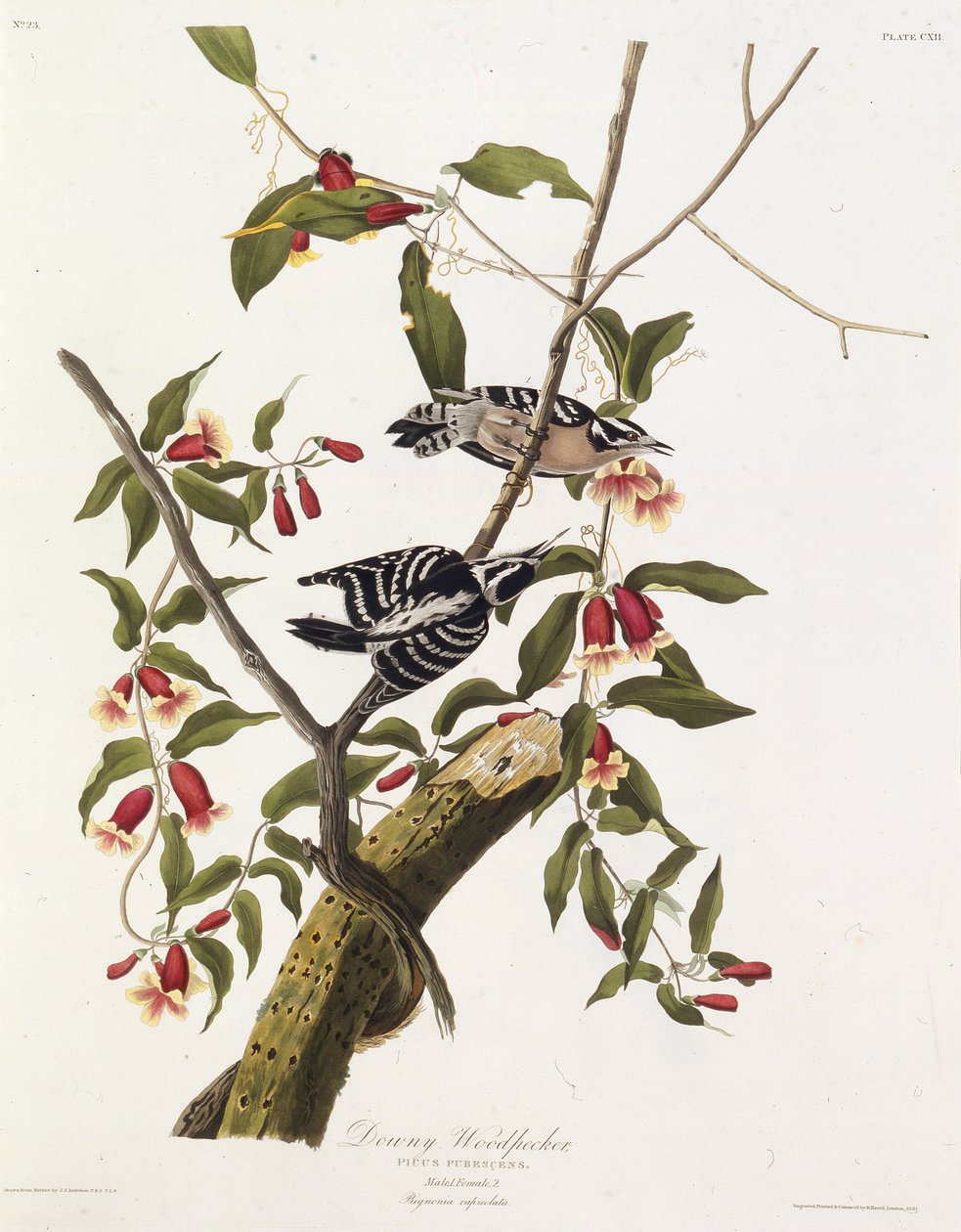 A molyhos harkály. Az Amerika madaraiból, 1827-1838. alkotó: John James Audubon