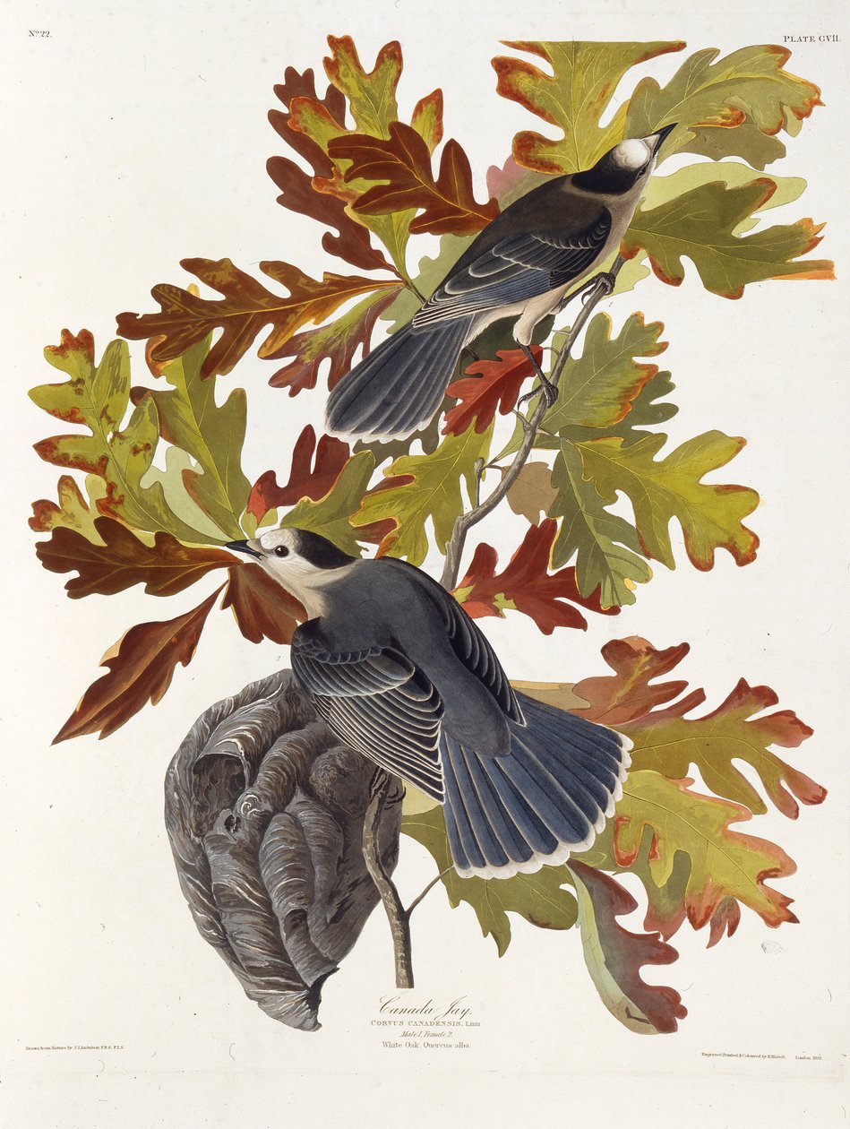 A szürke szajkó. Az Amerika madaraiból, 1827-1838. alkotó: John James Audubon