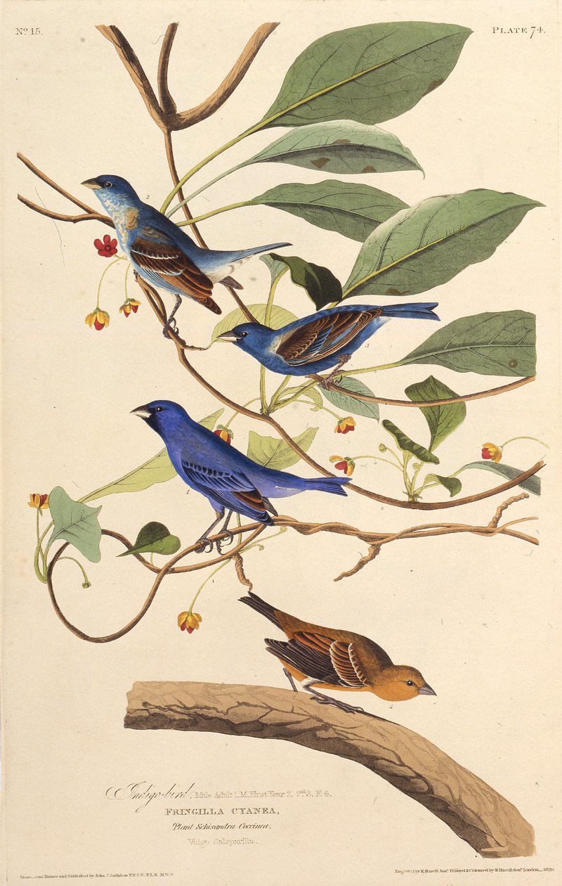 Az indigómadarak. Az Amerika madaraiból, 1827-1838. alkotó: John James Audubon