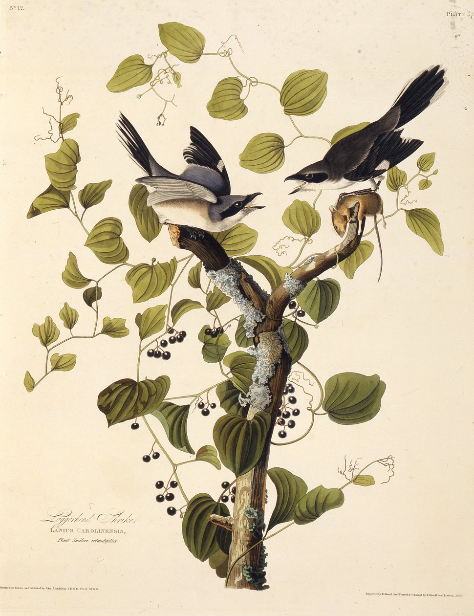 A gazember sikít. Az Amerika madaraiból, 1827-1838. alkotó: John James Audubon