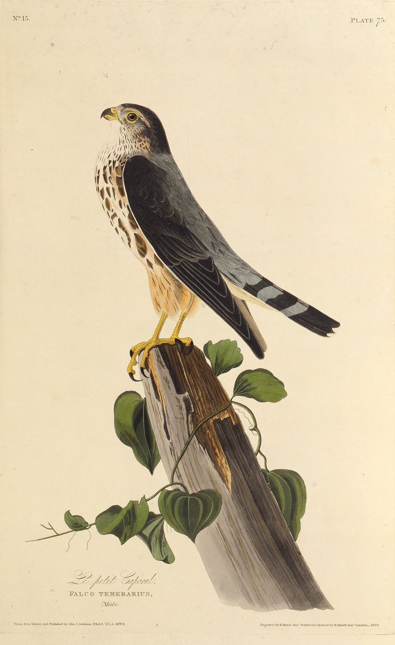 A merlin. Az Amerika madaraiból, 1827-1838. alkotó: John James Audubon