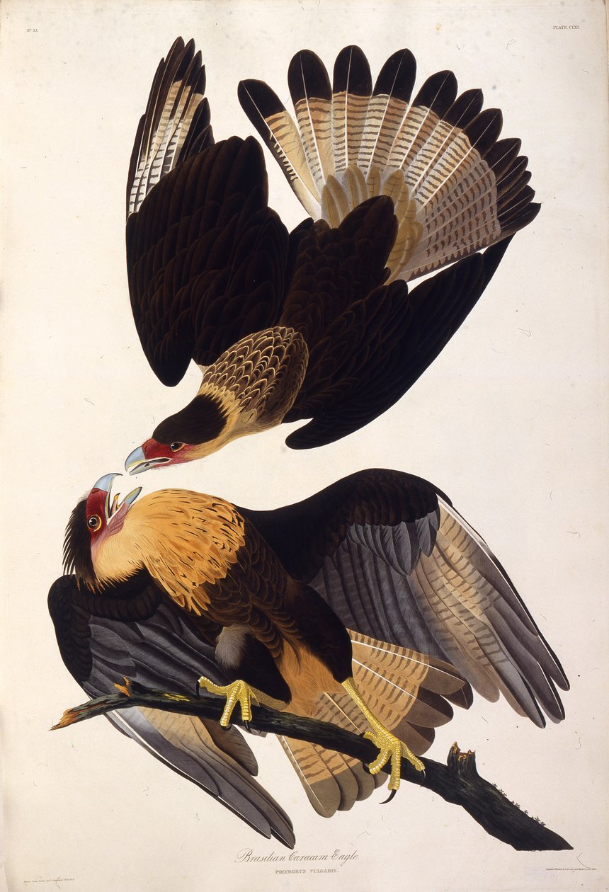 Az északi tarajos caracara. Az Amerika madaraiból, 1827-1838. alkotó: John James Audubon